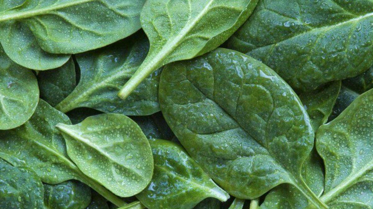 Halüsinasyon gördüren ıspanak korkuttu!