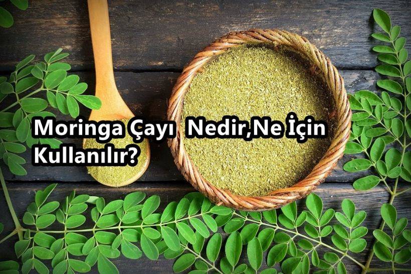 Moringa Çayı Nedir, Nasıl Kullanılır? Moringa Çayı Faydaları Neler?
