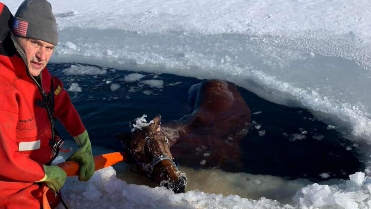 Donmuş göle düştü, kurtarılması saatler sürdü