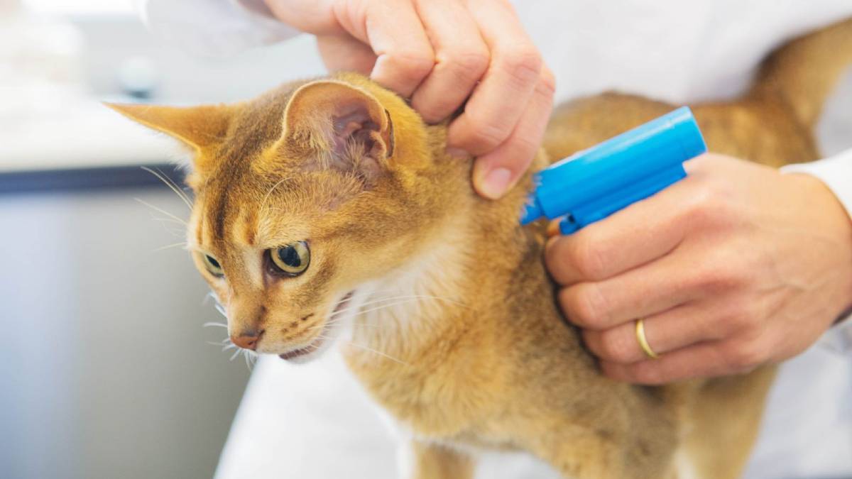 2023 evcil hayvan (Kedi-Köpek) çip takmama cezası ne kadar?