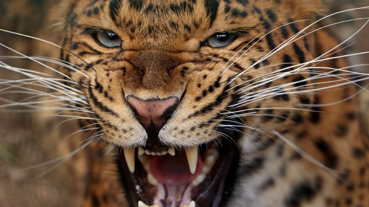 7 yaşındaki bir çocuğu leopar öldürdü