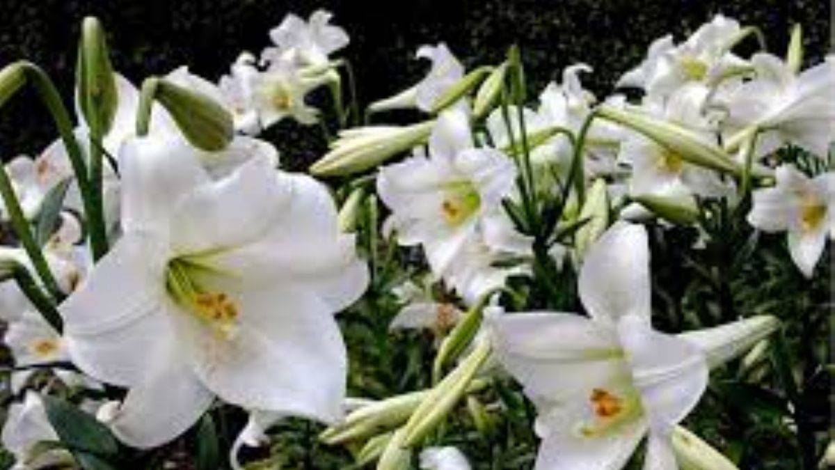 Lilya isminin anlamı nedir, hangi kökenden gelir ve Kur'an'da geçer mi?