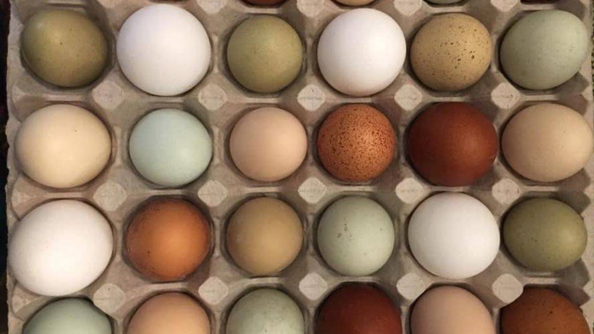 Yumurta kabuğunun rengi nasıl ortaya çıkıyor?