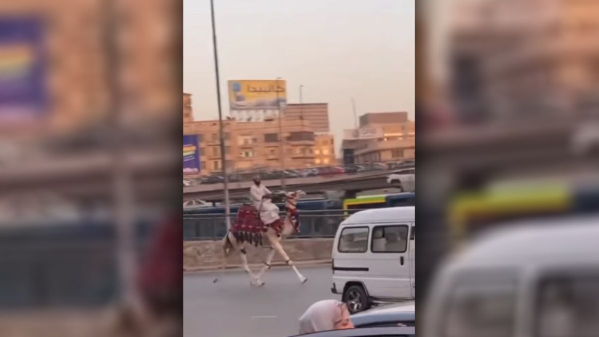 Devesi ile trafikte yolculuk yapan Mısırlı