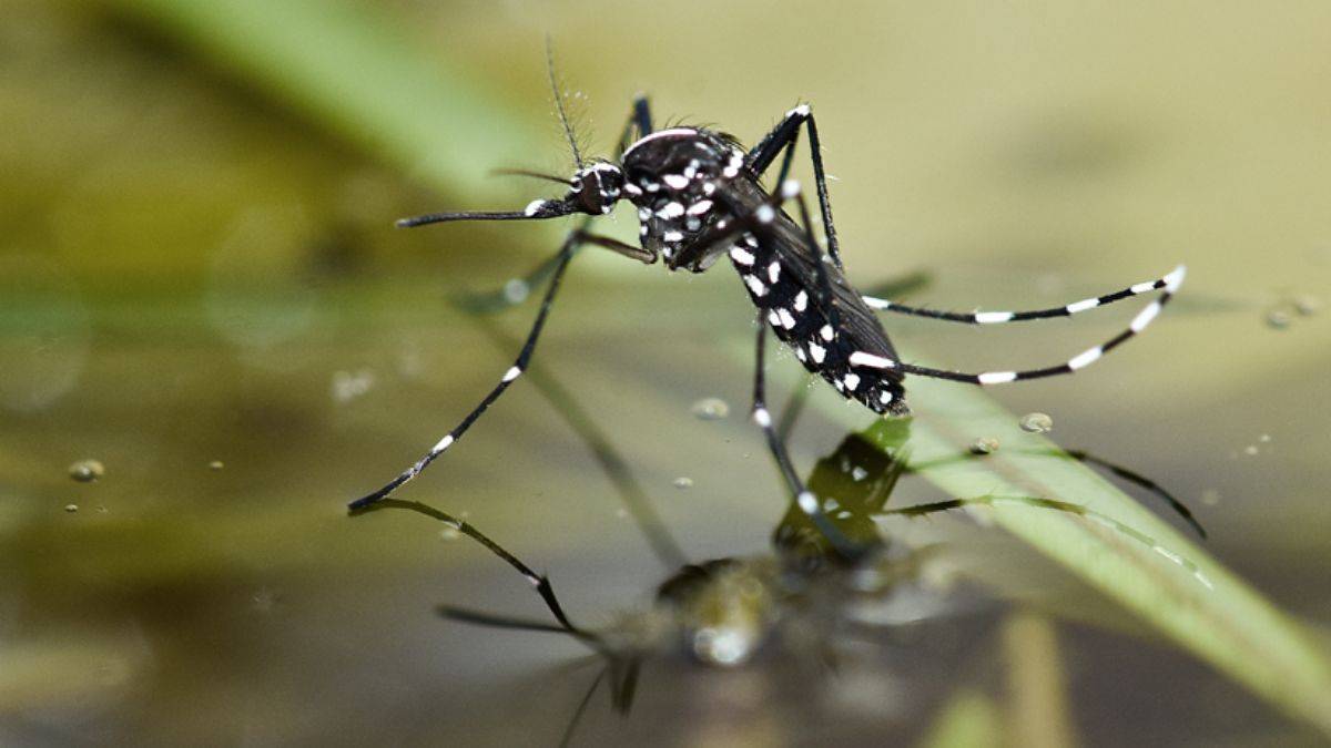 Kıbrıs'ta ''Asya kaplan sivrisineği'' paniği