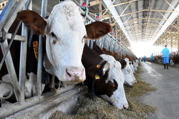 Gübre ve yem fiyatlarının sabitlenmesi üreticilere olumlu yansıyacak