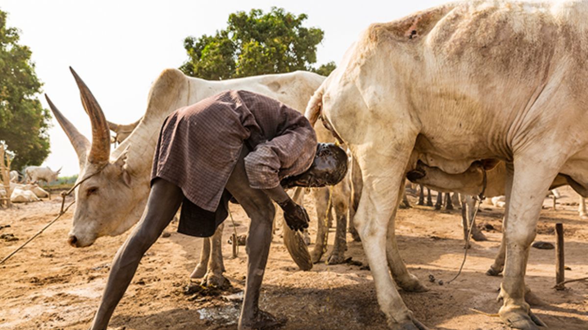Sığır krallarının günlük rutini