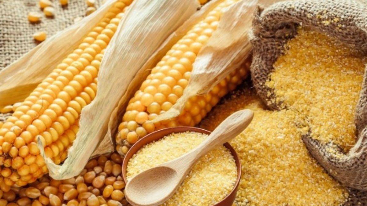 Bakanlık onayladı: Genetiği değiştirilmiş bir mısır çeşidi hayvanlara verilecek