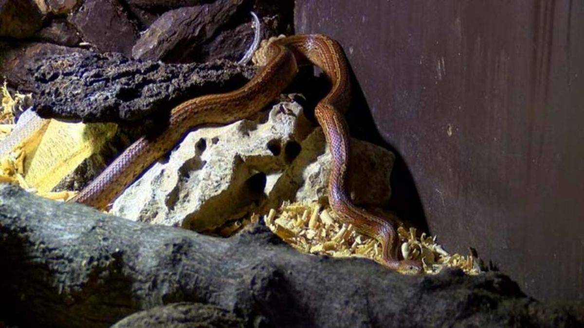 Hayvanat bahçesinin yedieminli yılanı