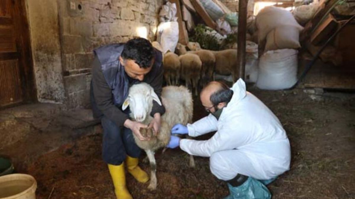 Hayvanlarda çiçek hastalığı görüldü, 50 köy karantinaya alındı