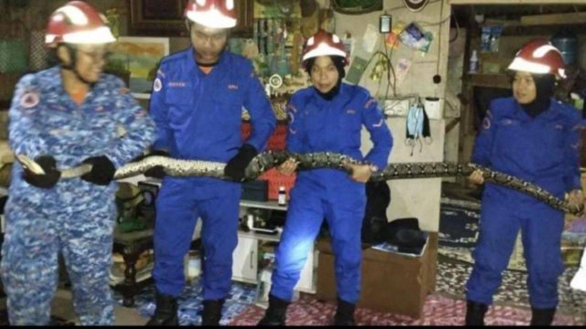 Televizyon izlerken tavandan 3 metrelik yılan düştü