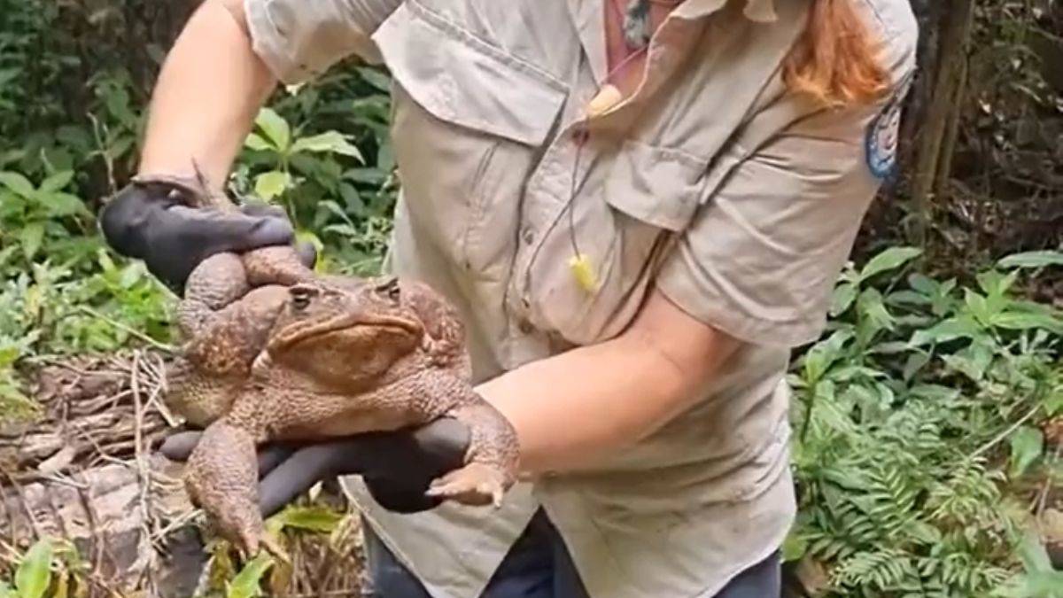 Normalden 6 kat büyük dev kurbağa bulundu