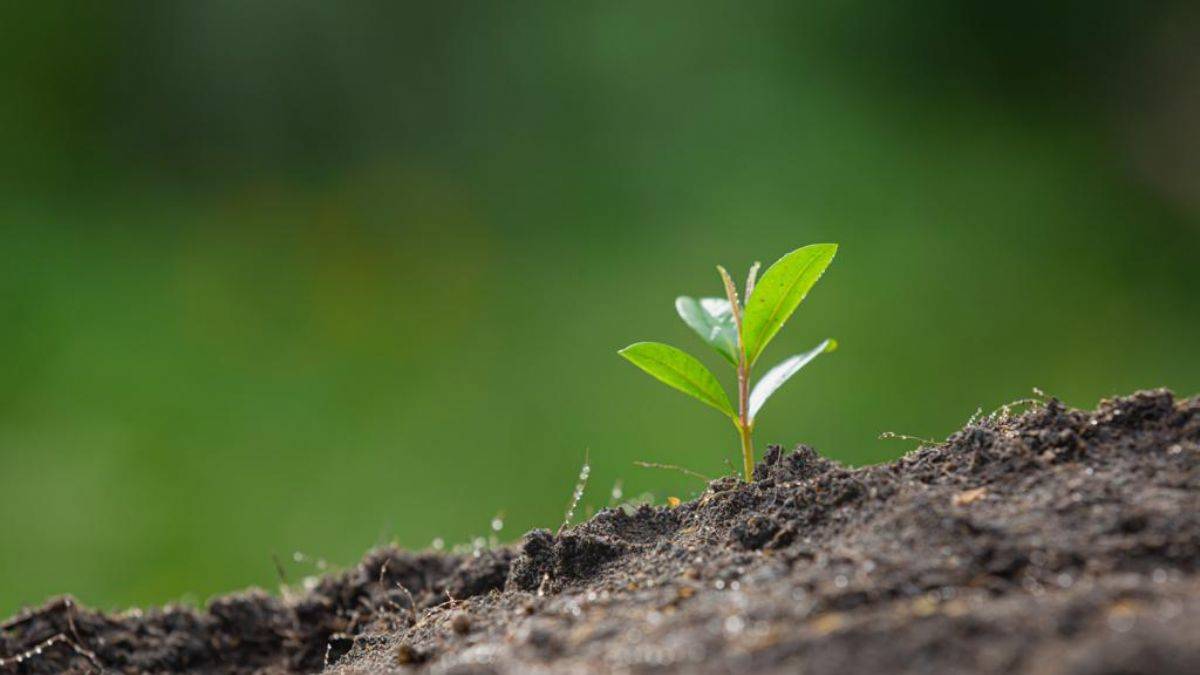 Çevreyi Korumak için Neler Yapılmalı?