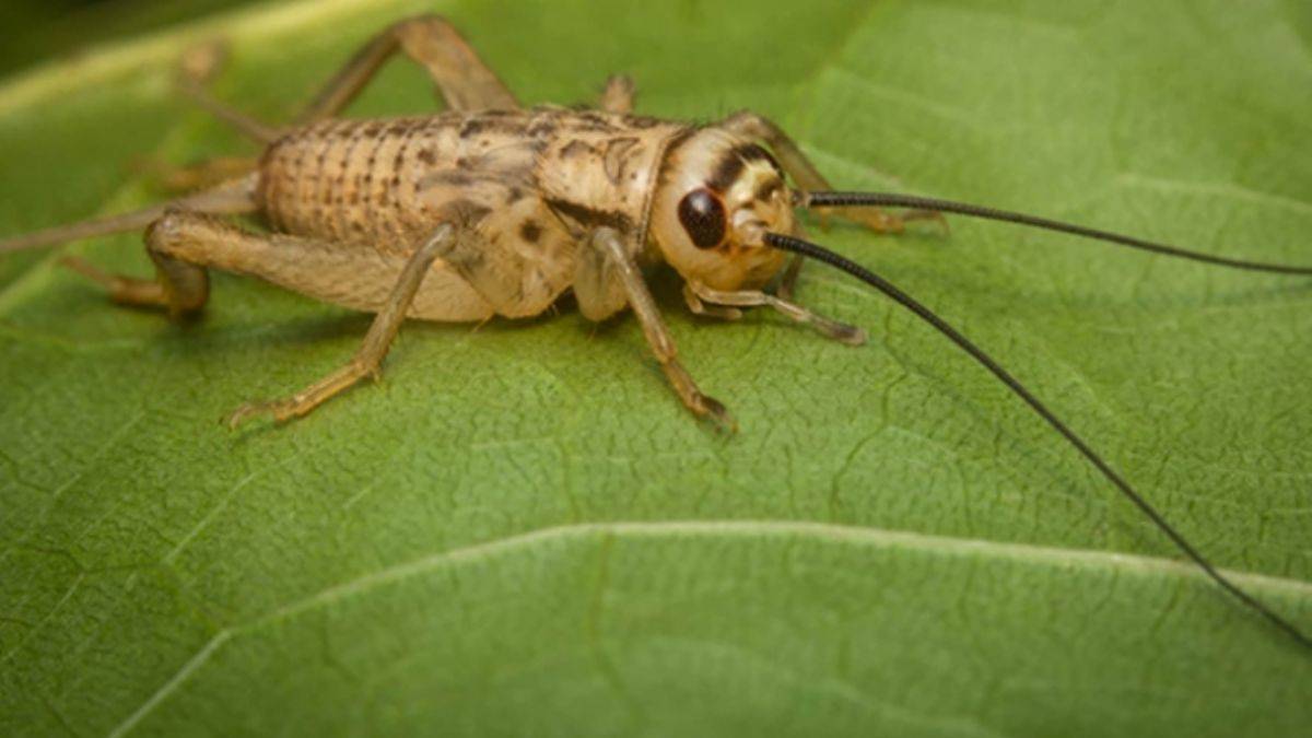 AB'den yasal izin: Cırcır böceği yiyebilirsiniz