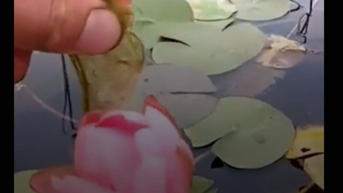 Nilüfer çiçeğinin yosundan kurtarılması