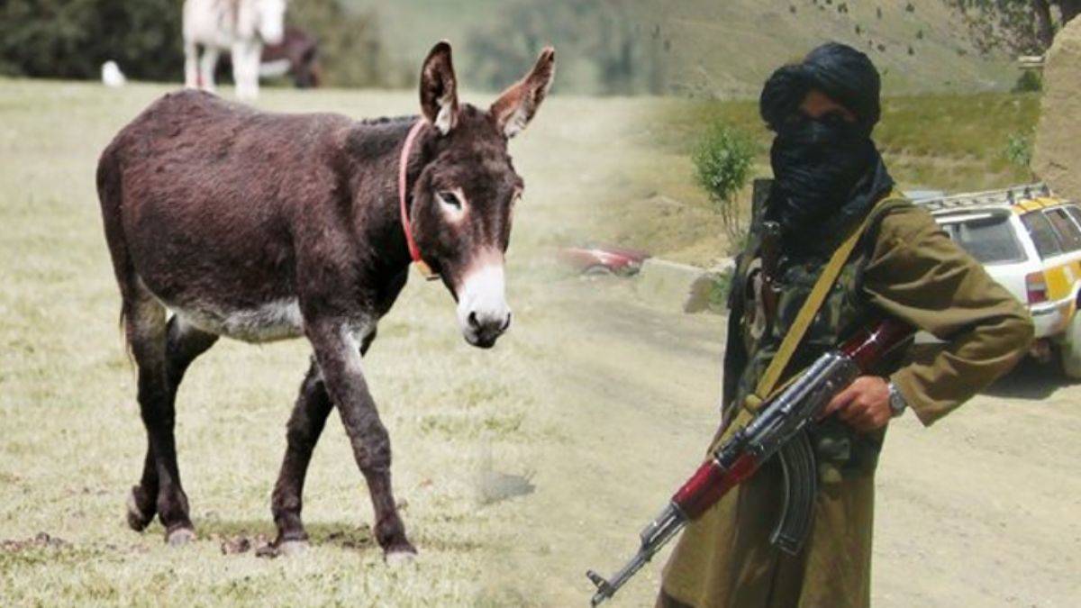 Camiye giren eşek 51 kişinin ölümüne sebep oldu!