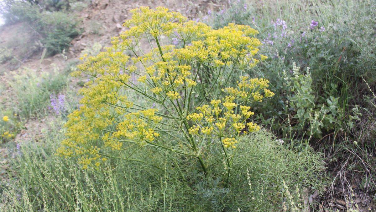 Çakşır Otu Ne? Çakşır Otunun Faydaları ve Zararları Neler?