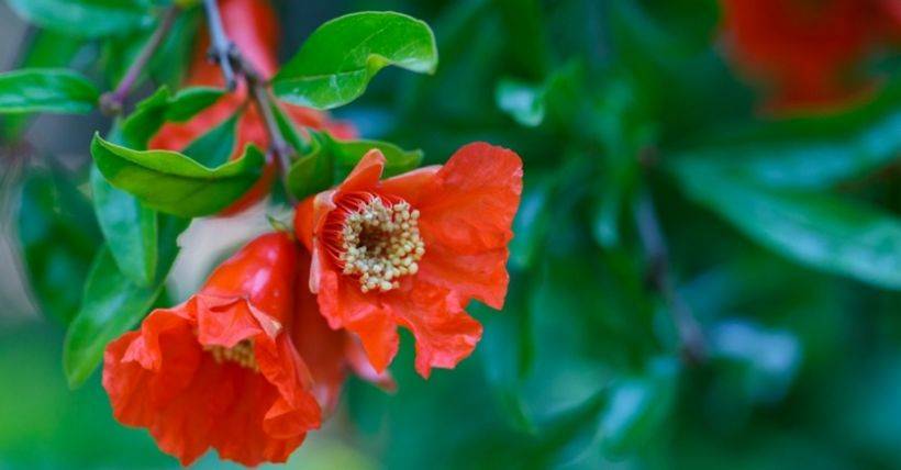 Nar Çiçeğinin Faydaları ve Zararları Neler?