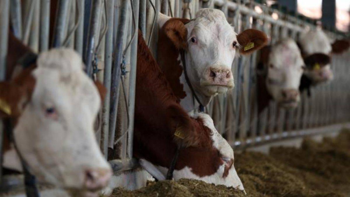 Hollanda'da deli dana vakası tespit edildi