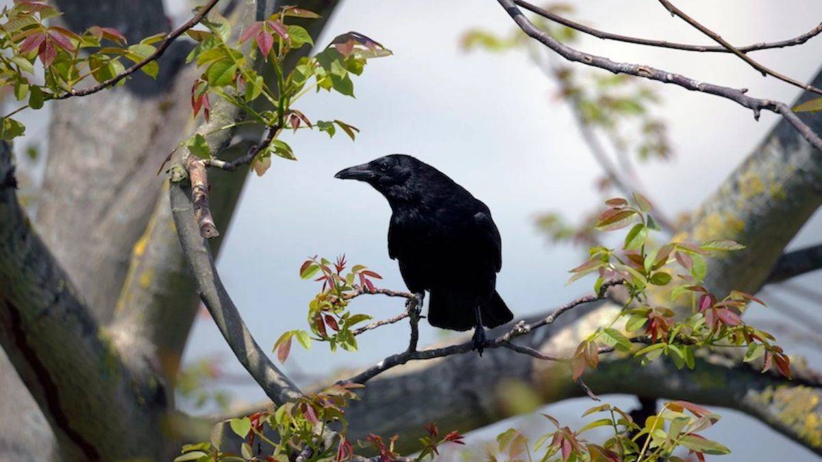 Kargalar dünyayı nasıl ele geçirdi!?