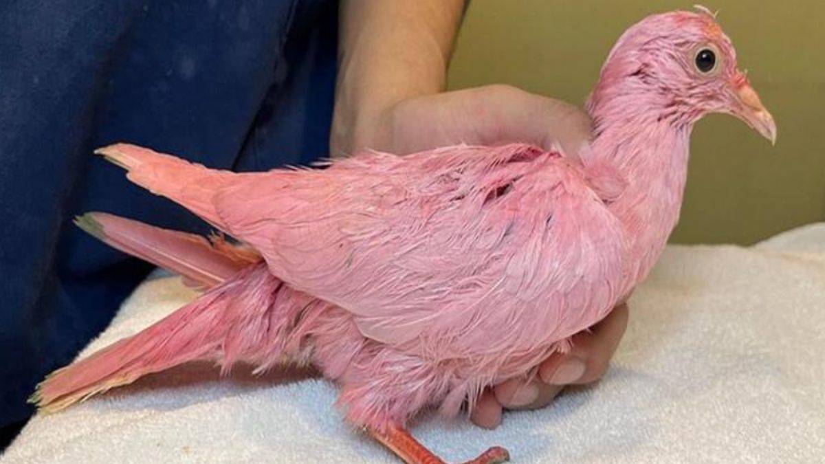 Cinsiyet açıklama partisi için güvercin boyamışlar