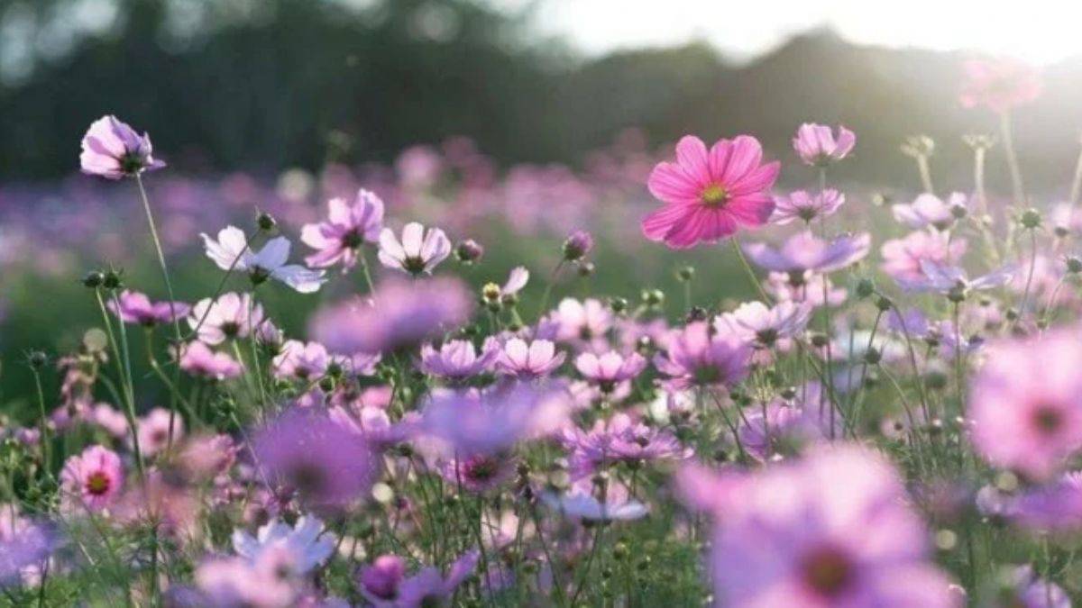 2023 ilk cemre ne zaman düşecek?