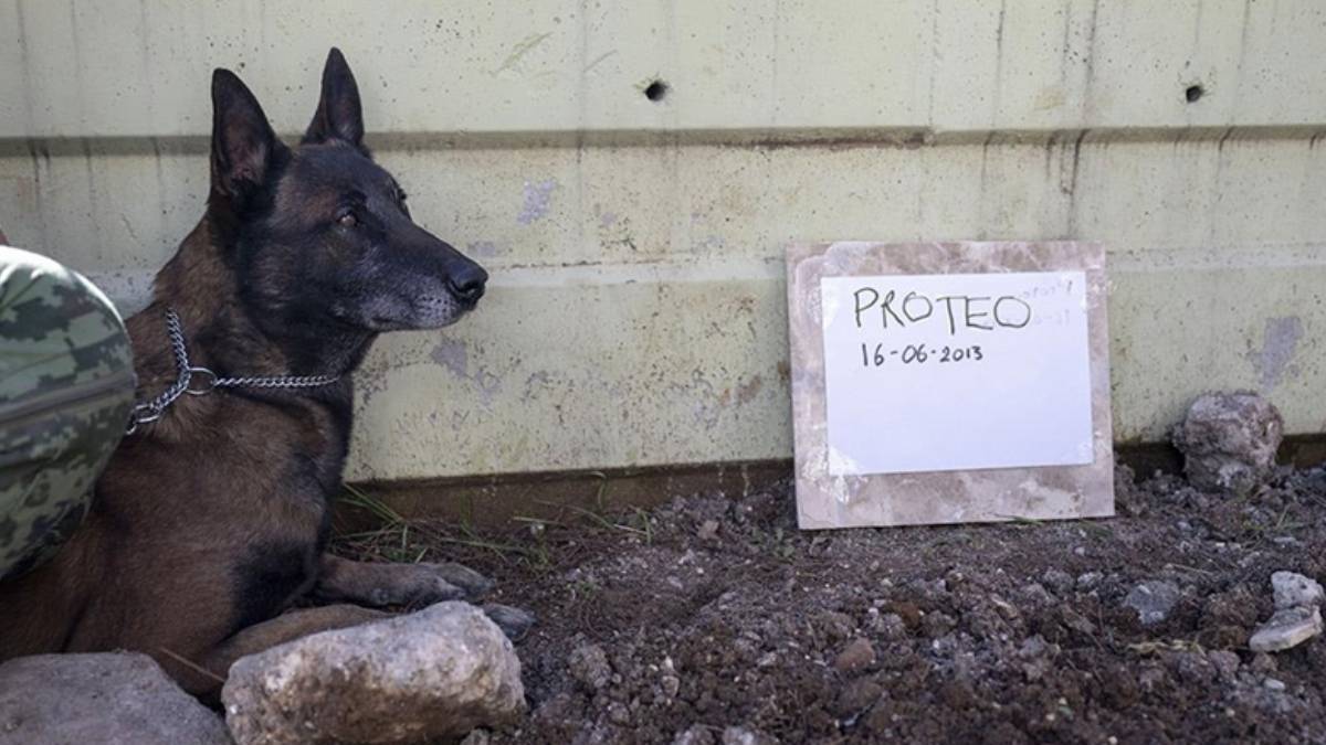 Meksika arama-kurtarma köpeği Proteo neden öldü?