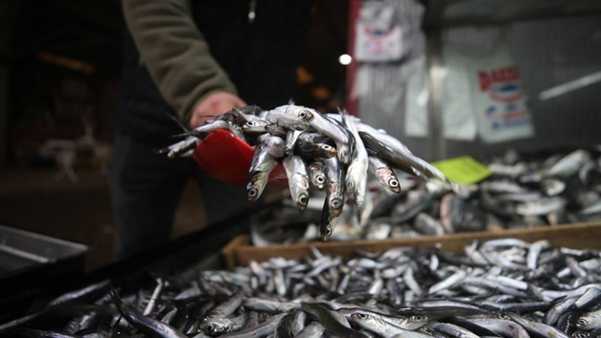 Marmara Denizi'nde hamsi avcılığı yasak mı? Ne zamana kadar yasaklandı?