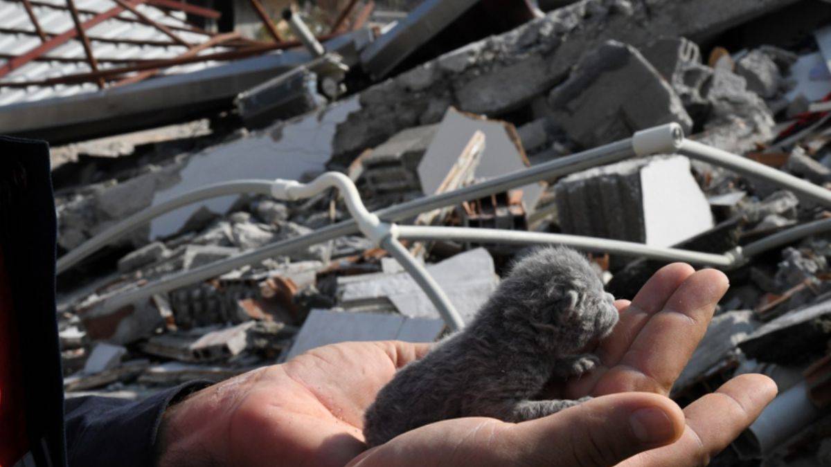 Depremzede ''evcil hayvanları'' için 81 ile genelge