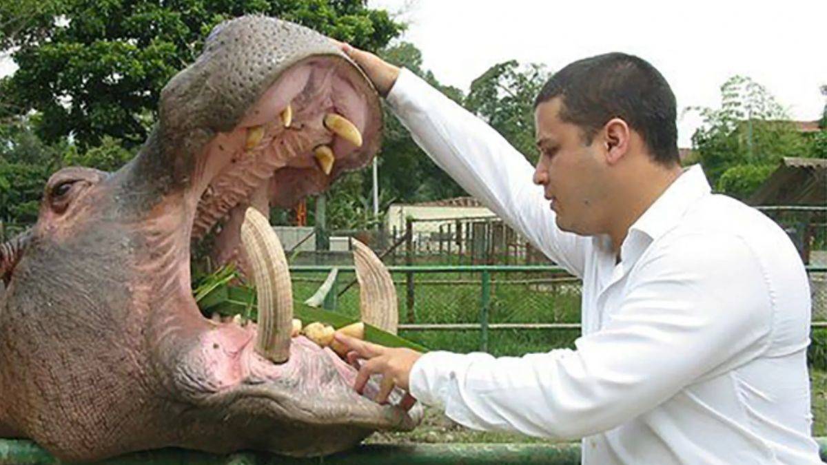 Kolombiya: Escobar'ın su aygırları yurt dışına gönderilecek