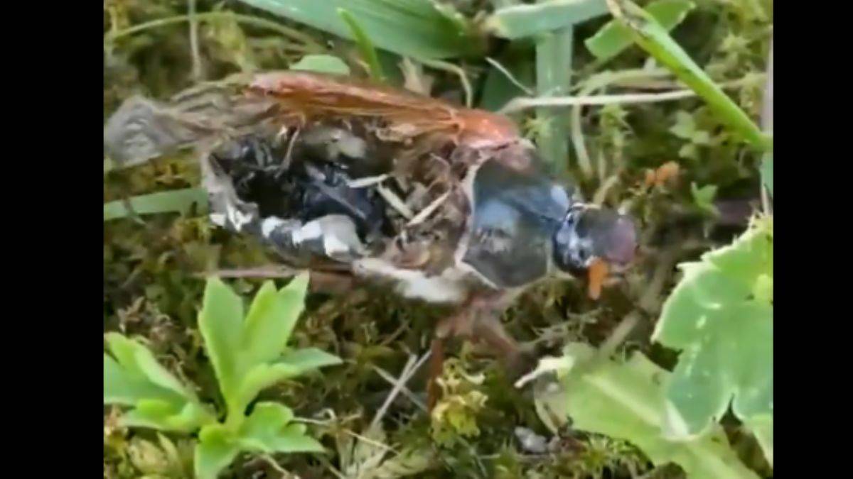 'Zombi virüsü' iddiası