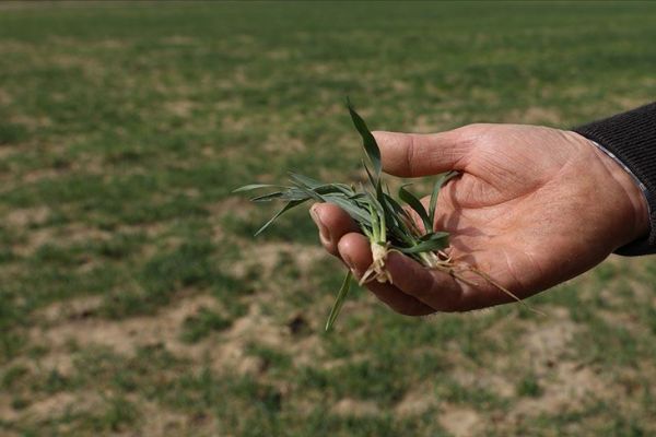 Kuraklığın rekolteye etkisinin sınırlı olması bekleniyor