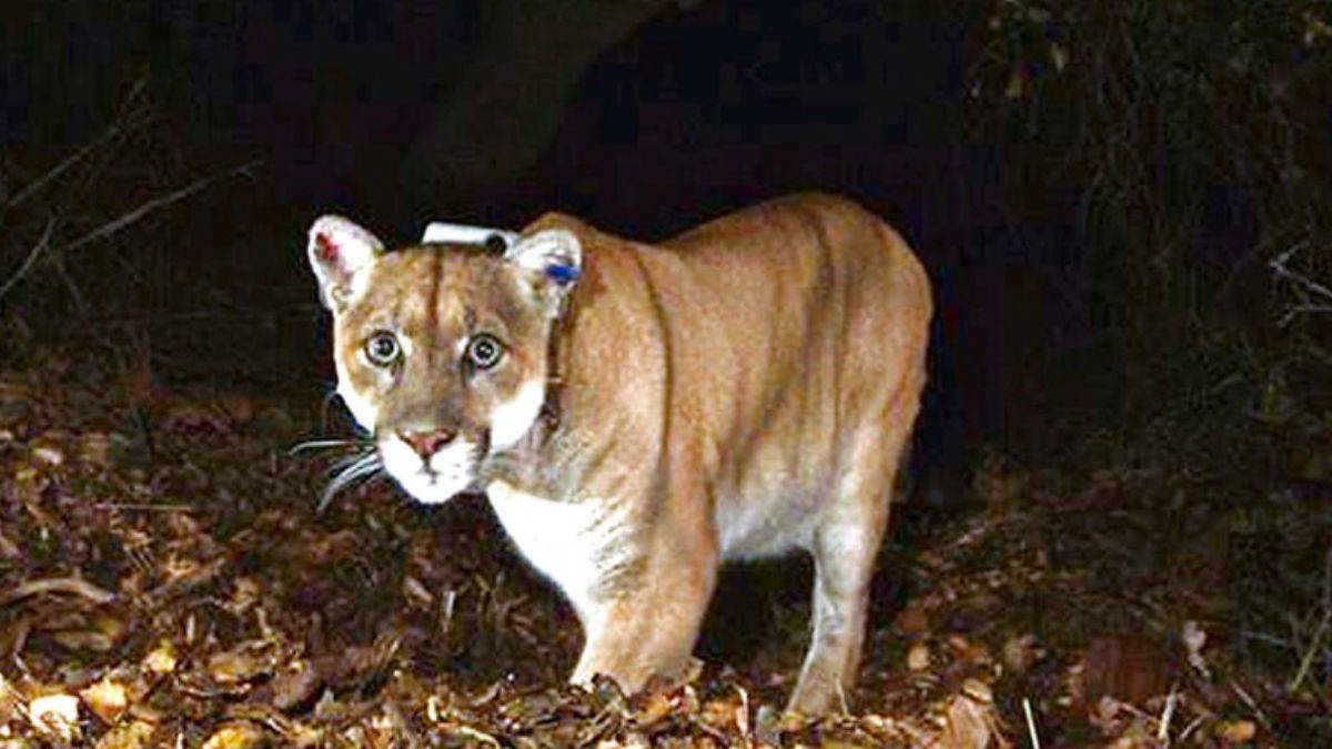 Cenaze töreniyle toprağa verildi!