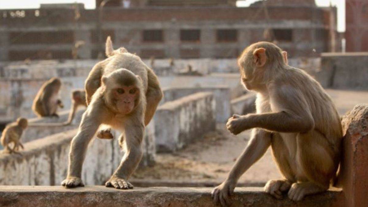 20 maymunun saldırdığı yaşlı kadın öldü