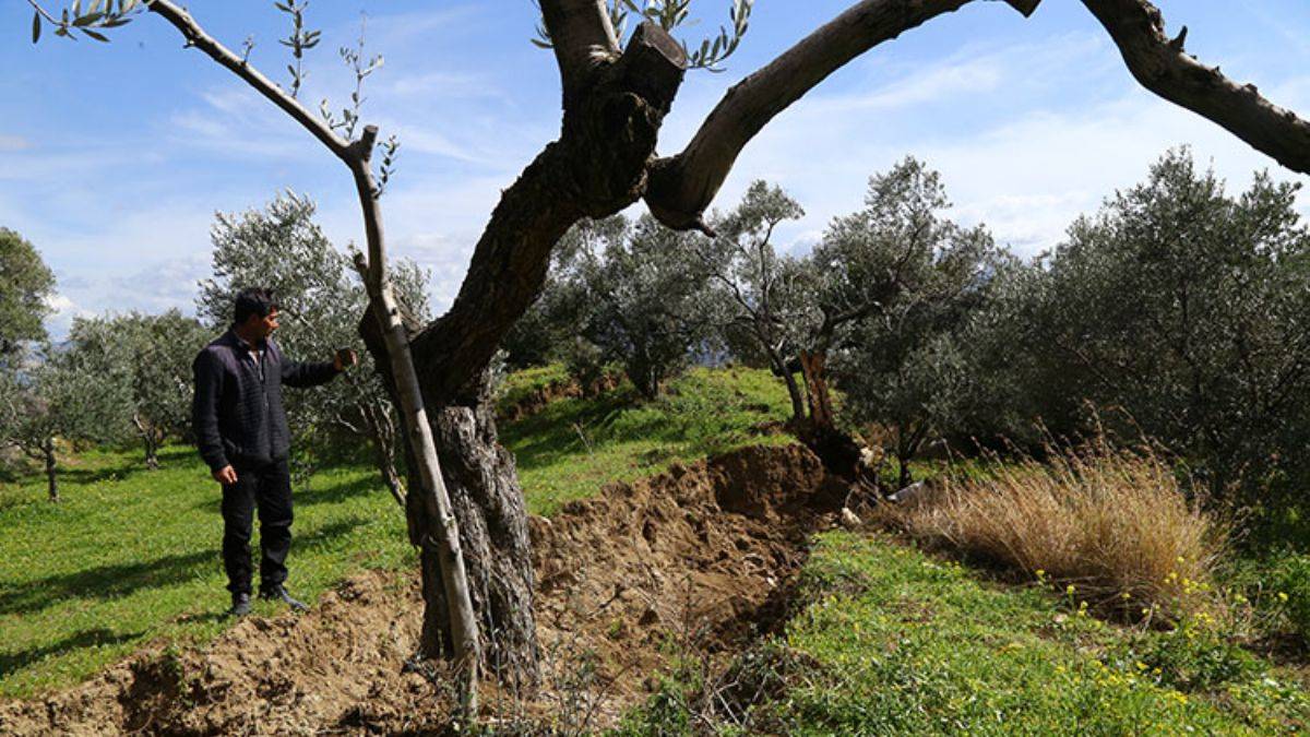80 yaşındaki zeytin ağacı depremde ikiye ayrılmış