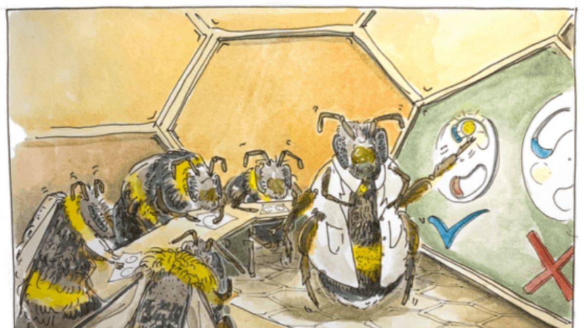 Yaban arıları, 'usta' arılardan bulmaca çözmeyi öğreniyor