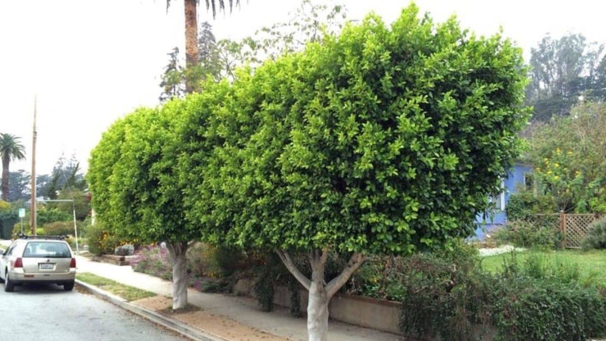 İbretlik bir deprem hikayesi: İsrail Kauçuğu nasıl İskenderun Kauçuğu oldu?