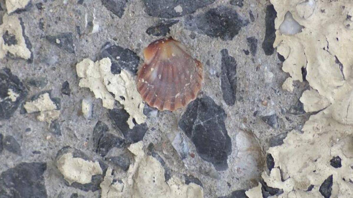 İstanbul'daki köprünün betonundan midye kabukları çıktı!