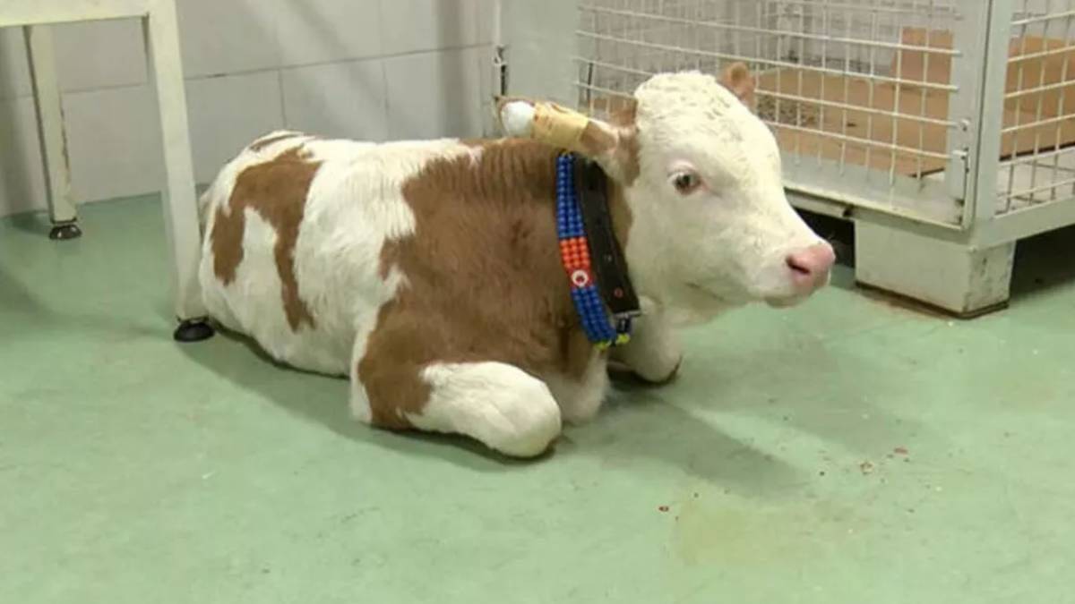 Şap hastalığı insanlara nasıl bulaşır? Şap öldürücü mü, belirtileri neler?