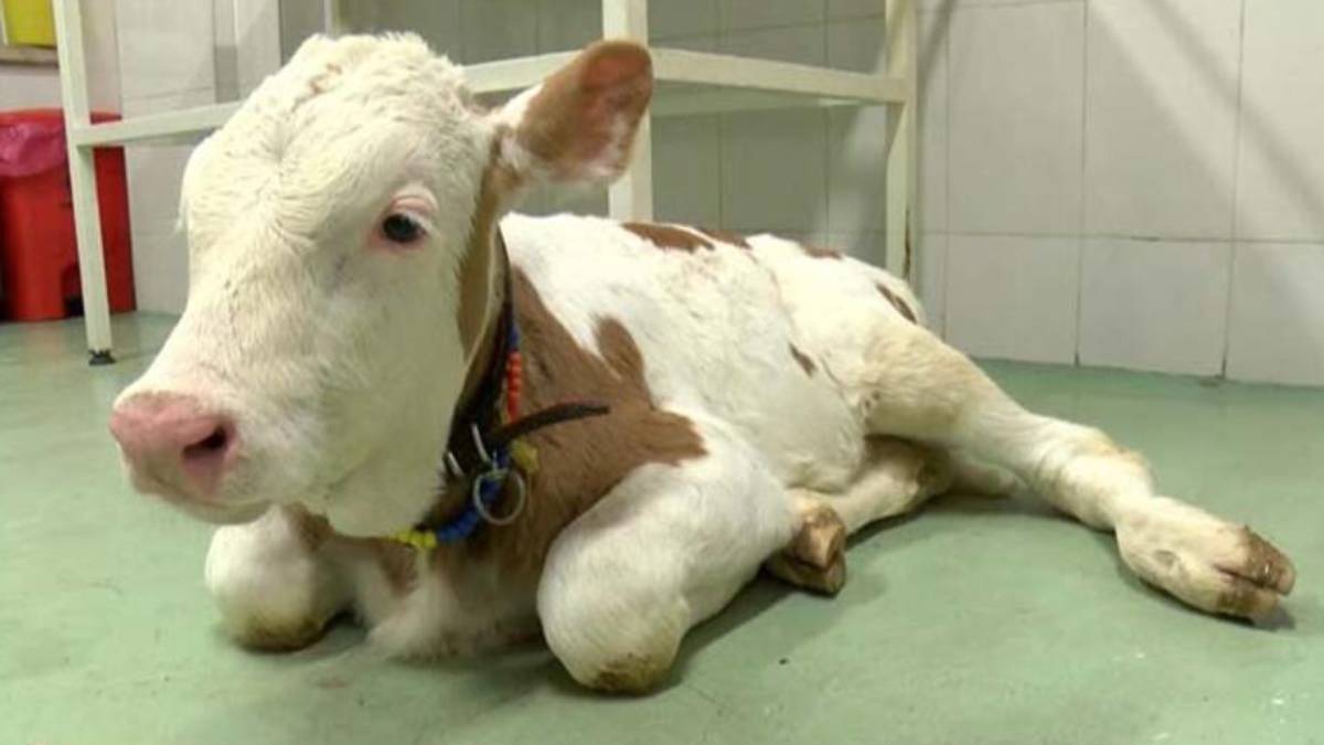 Şap insana bulaşırsa ne olur? Şap hastalığı yenilen etten bulaşır mı?