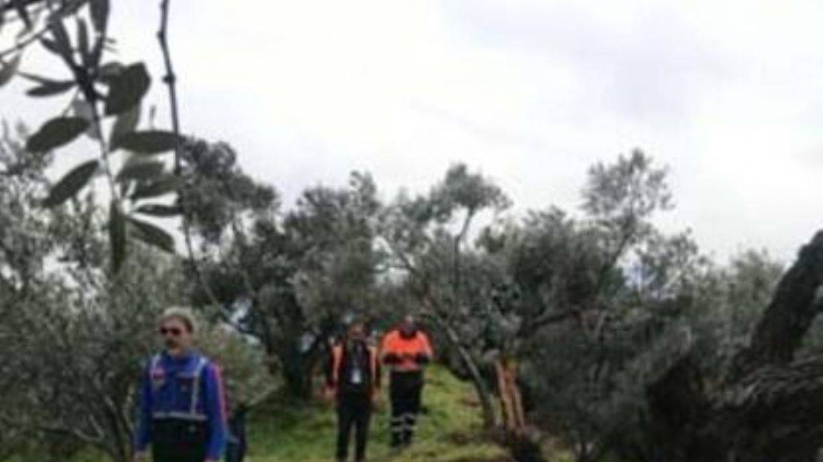 İkiye bölünen zeytin ağacı gündem olmuştu: Fay kaynaklı olmadığı ortaya çıktı!