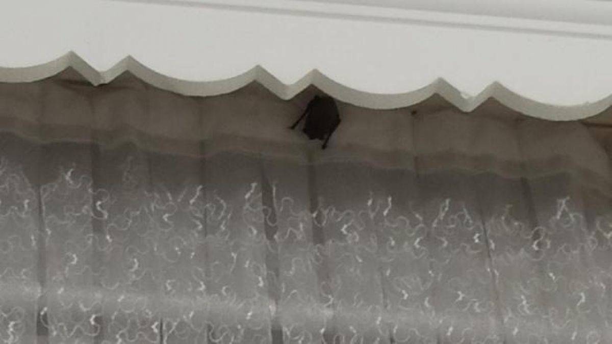 Iğdır'da eve giren yarasa iki çocuğun kulağını ısırdı