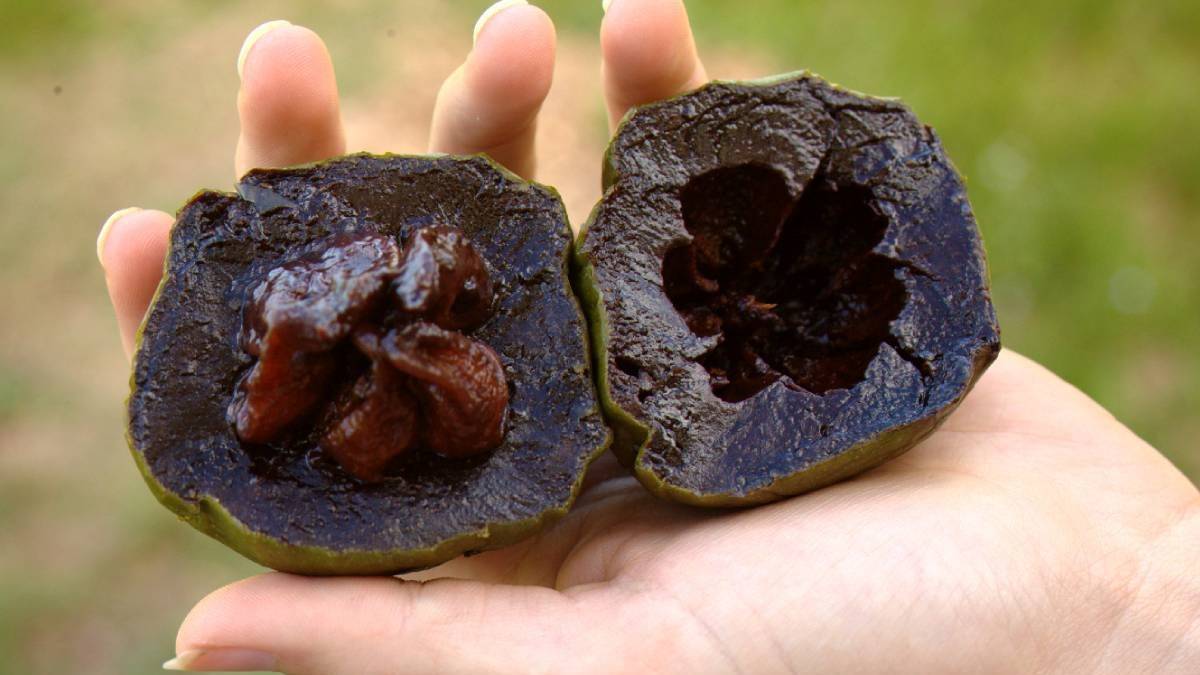 Çikolata meyvesi fiyatı ne kadar? Çikolata meyvesi nerede satılıyor?