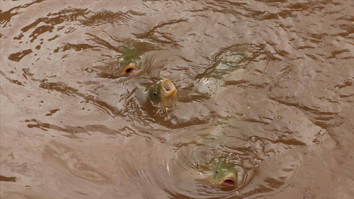 Şanlıurfa'daki selden sonra Balıklıgöl'deki balıklar ne oldu?