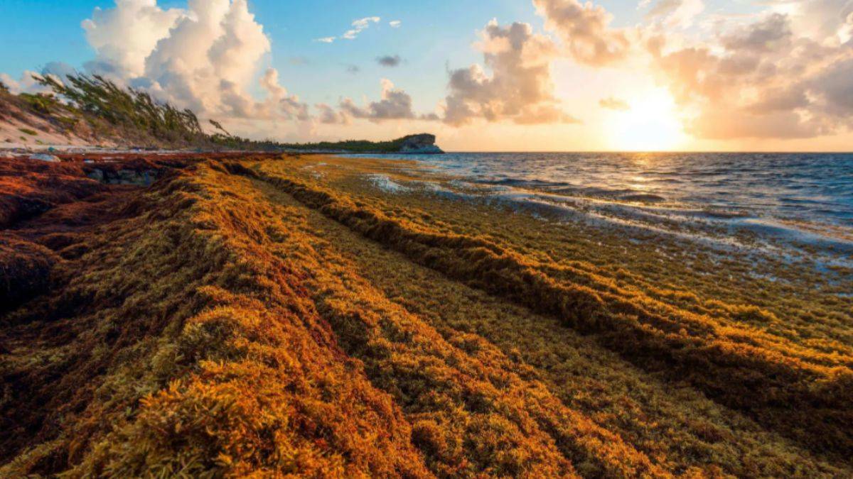 ABD topraklarının iki katı dev yosun kütlesi kıtaya yaklaşıyor