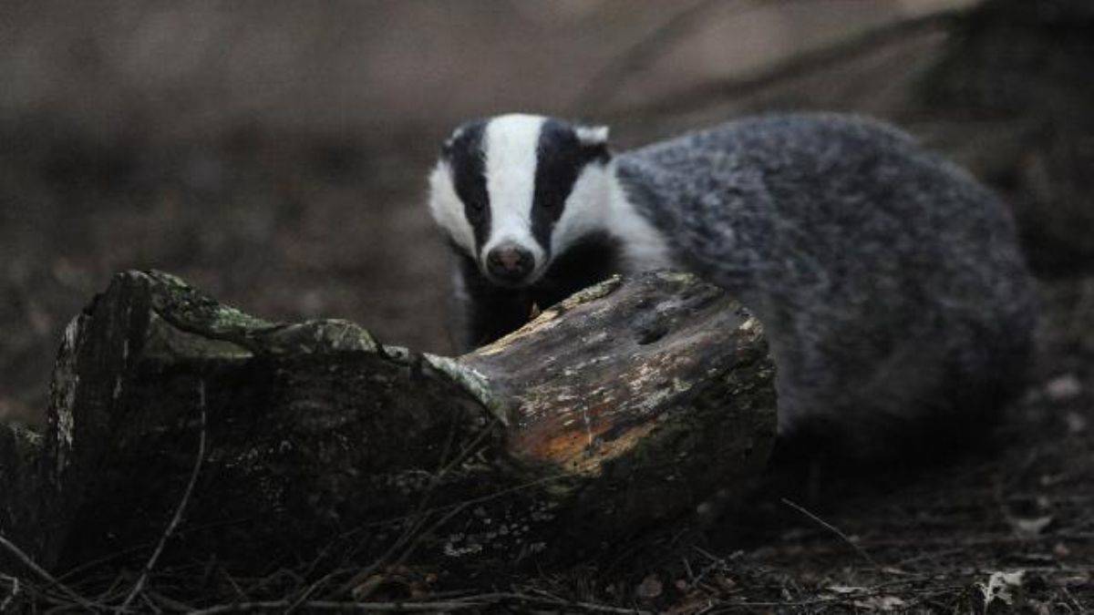 Hollanda'da porsuklar tren seferlerini alt üst etti