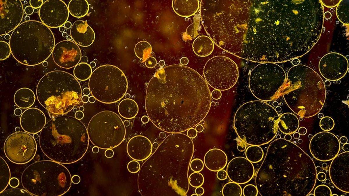 Prof. Elipek: Atık yağ sudaki oksijeni tüketir, lavaboya dökmeyin