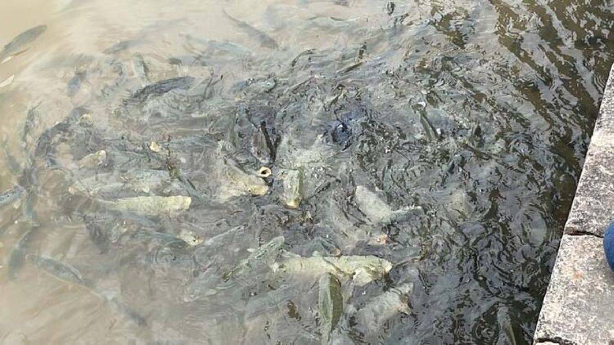 Balıklıgöl'den son görüntüler; suyu normalleşmeye başladı