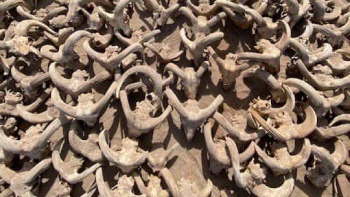 Mısır'ın 2 bin mumyalanmış koç başı bulundu