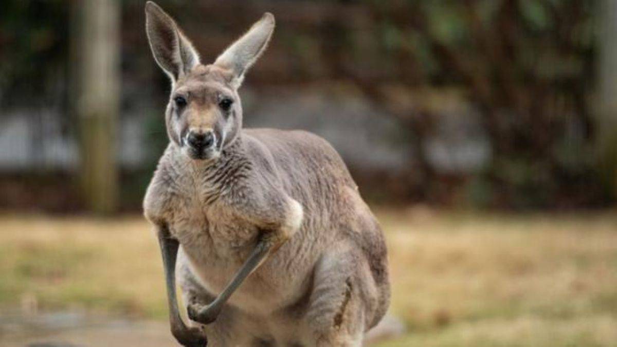 Avustralya'da katledilecek kanguru sayısı sorunu çözülemiyor